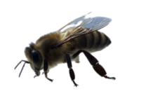 Bee Useful